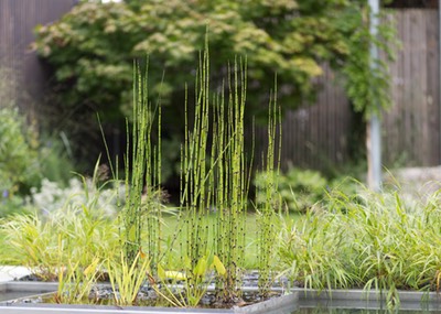 Ein moderner Garten mit Wasserbecken bepflanzt nach der Pflanzplanung von Renate Waas. Kleiner Garten mit Wasser, Gartenplanung Renate Waas, Gartenarchitektin München