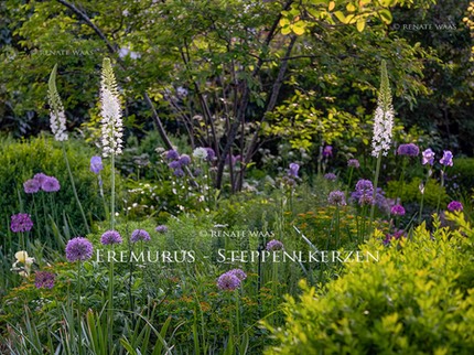 Eremurus himalaicus Steppenkerze Allium Zierlauch Geniessergarten Renate-Waas Gartenplanung Staudenbeet