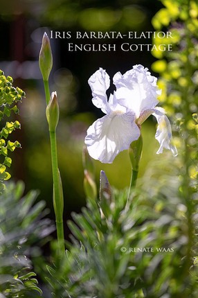 Garten Renate Waas Iris Staudenbeet pflegeleichter-Garten Pflanzen Iris barbata-elatior English Cottage