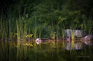 schwimmteich-bepflanzen med