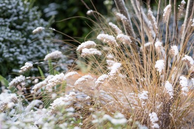 Winter Graeser Schnee Pennisetum